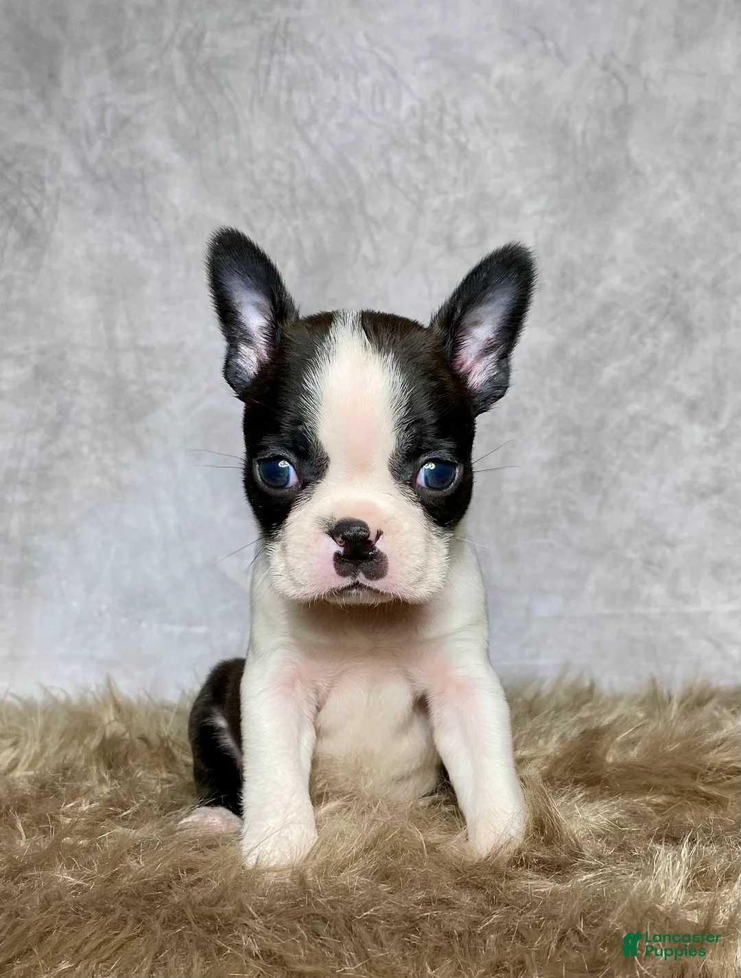 Boston Terrier dogs for sale: Milo  - Ad 9