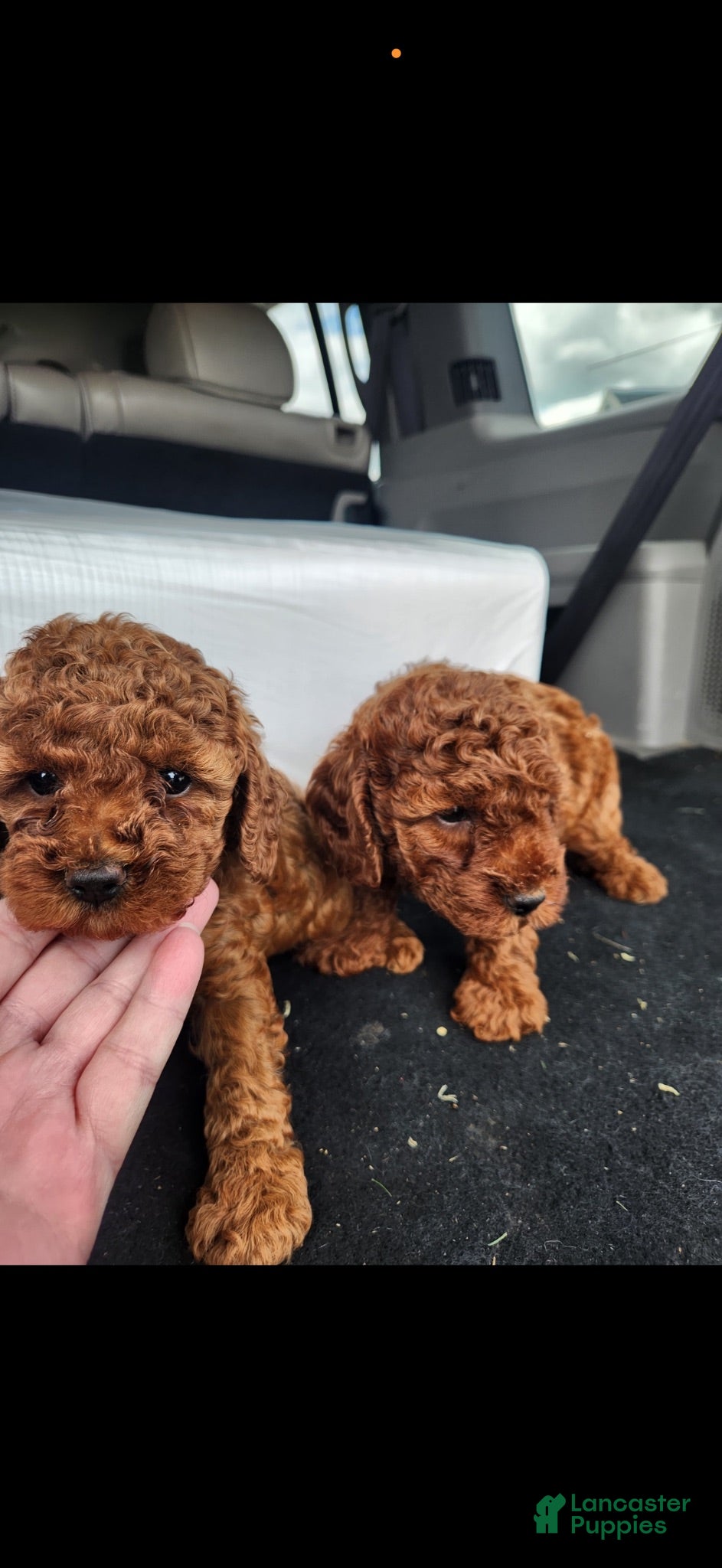 Toy Poodle dogs Toy Poodle 1 - Ad 4
