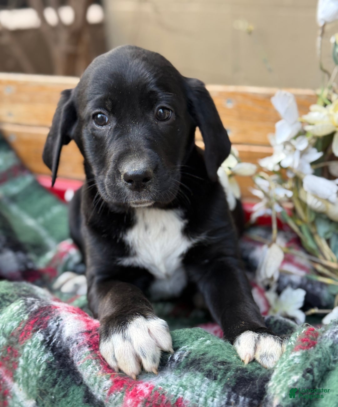 Mixed Breed dogs for sale: Ruffles - Ad 4