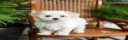Maltipoo dogs for sale: Kit - Ad 3