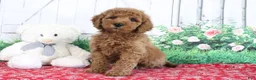 Mini Goldendoodle dogs for sale: Thunder - Ad 3