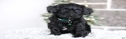 Yorkiepoo dogs for sale: Sutton - Ad 12