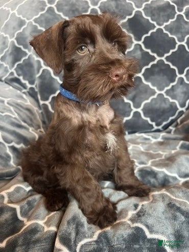 Schnauzer dogs Axel - Ad 1