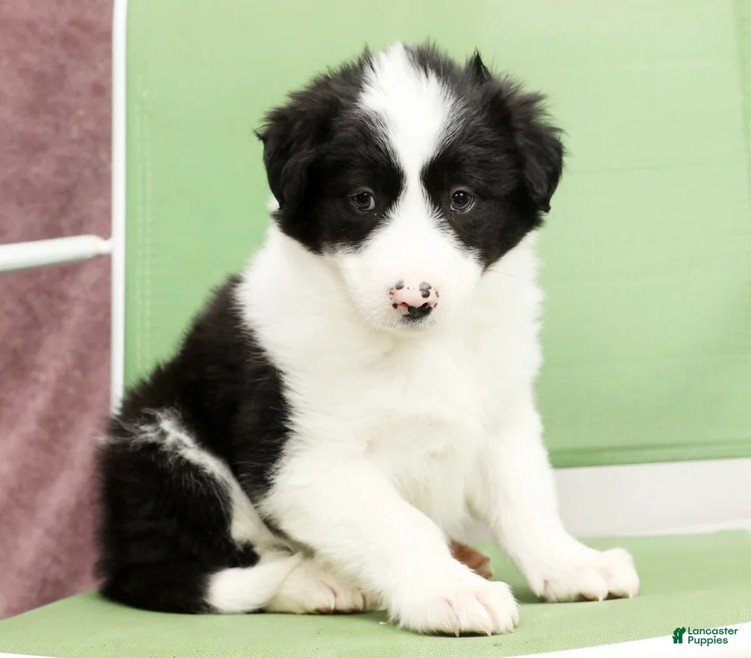Border Collie dogs for sale: Duke - Ad 6