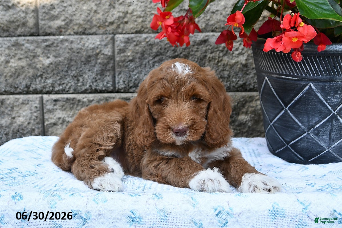 Goldendoodle dogs Oliver - Ad 2