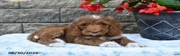 Goldendoodle dogs for sale: Oliver - Ad 2