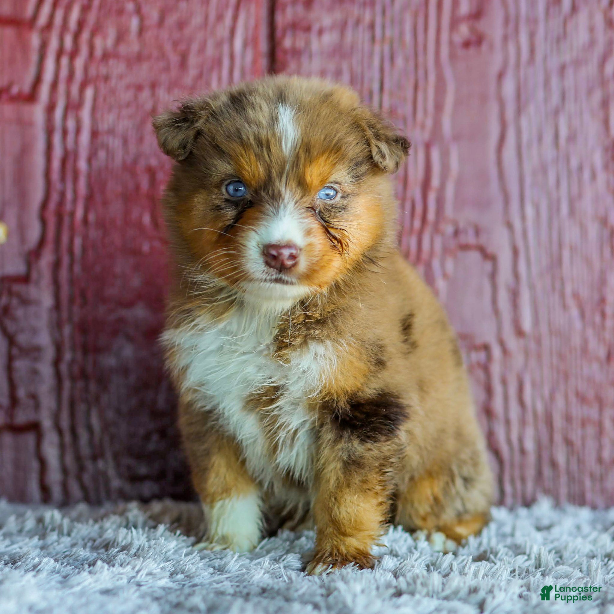 Australian Shepherd dogs for sale: Tessa - Ad 2