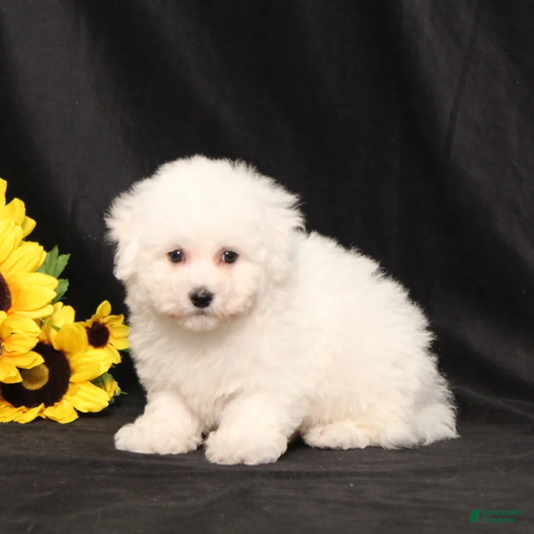 Bichon Frise dogs for sale: Marty - Ad 1