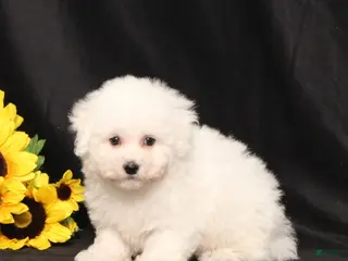 Bichon Frise dogs for sale: Marty - Ad 3