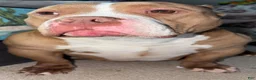 American Bully dogs for sale: A’terra - Ad 13