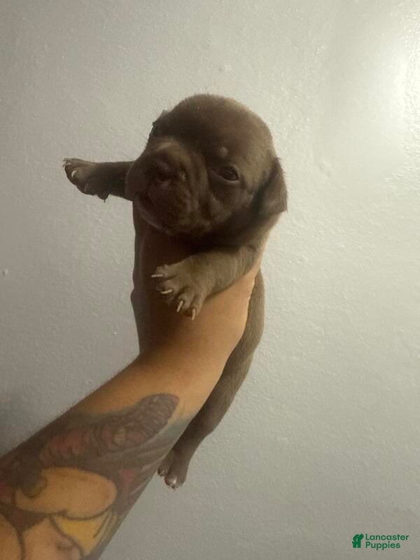 American Bully dogs for sale: American Bully 3 - Ad 15