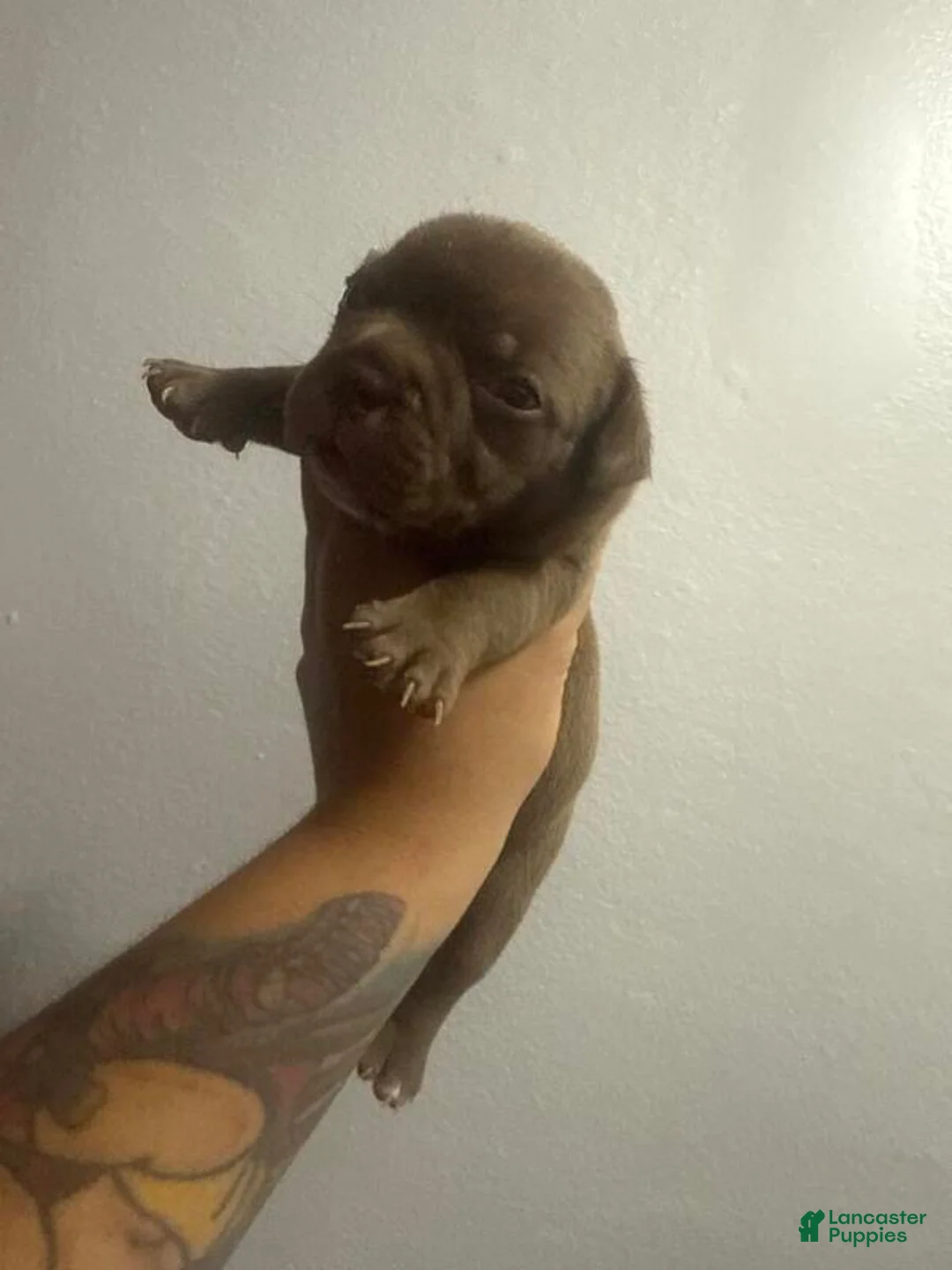 American Bully dogs for sale: American Bully 3 - Ad 1