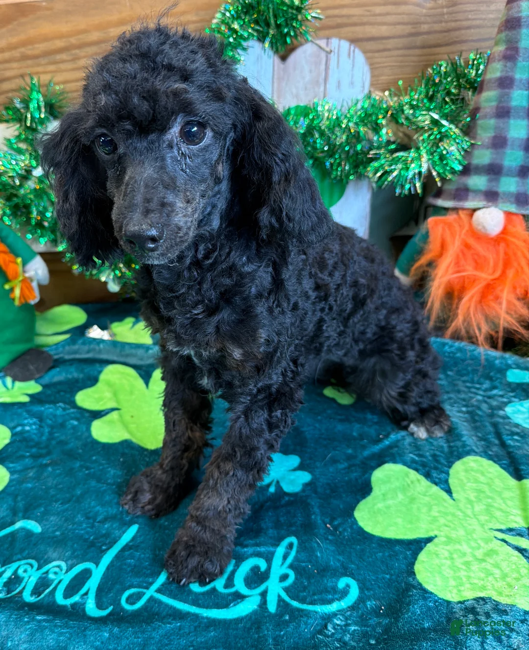 Miniature Poodle dogs for sale: Elsa - Ad 3