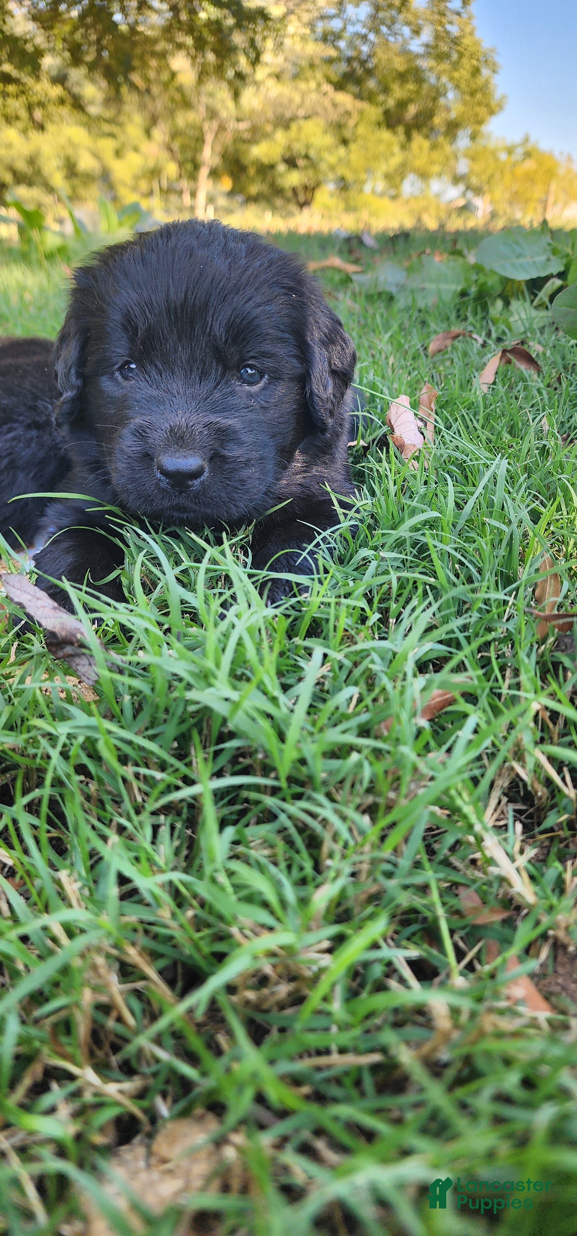 Newfoundland dogs Red - Ad 1