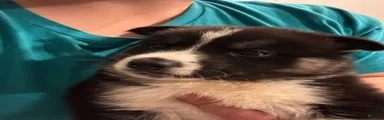 Ace