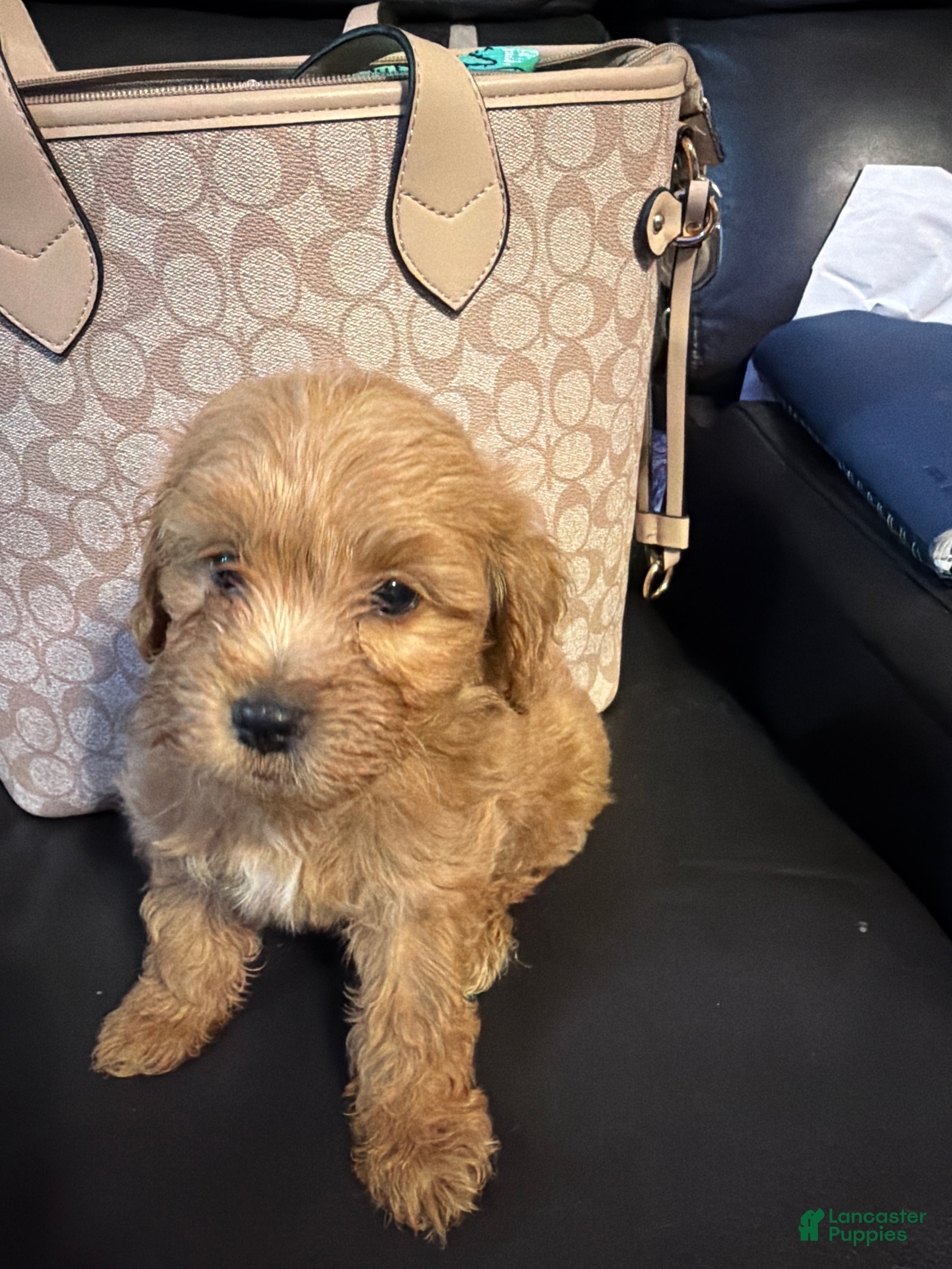 Shihpoo dogs Shihpoo 5 ~ Smokey  - Ad 8