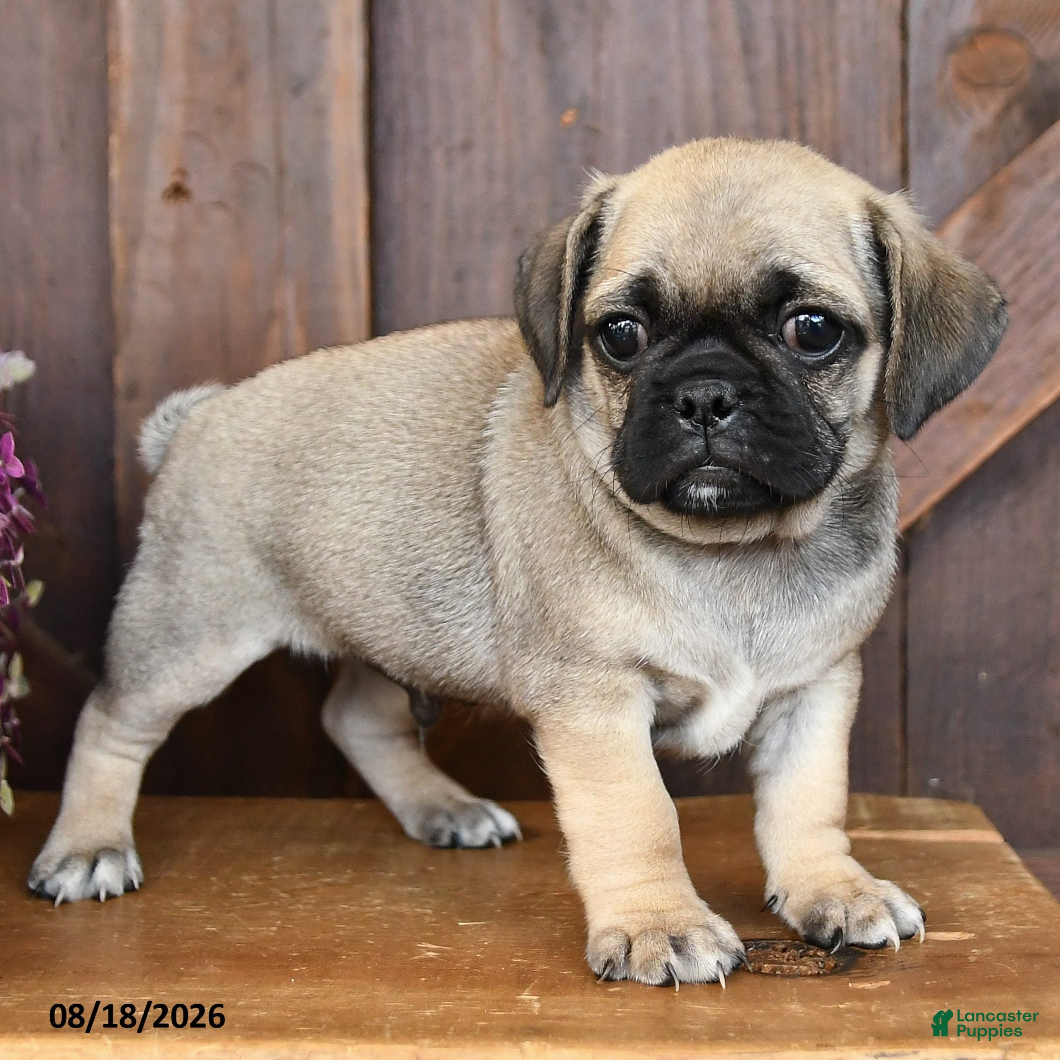 Mixed Breed dogs Landon - Ad 2