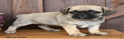 Mixed Breed dogs for sale: Landon - Ad 2