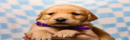 Golden Retriever dogs for sale: Donavan AKC Golden Retriever Pup - Ad 1