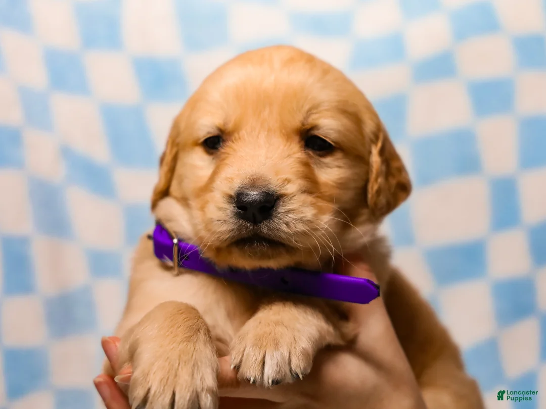 Golden Retriever dogs for sale: Donavan AKC Golden Retriever Pup - Ad 1
