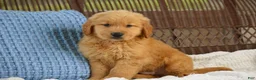 Golden Retriever dogs for sale: Bandit - Ad 3