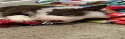 Border Collie dogs for sale: CeCe Winans - Ad 7