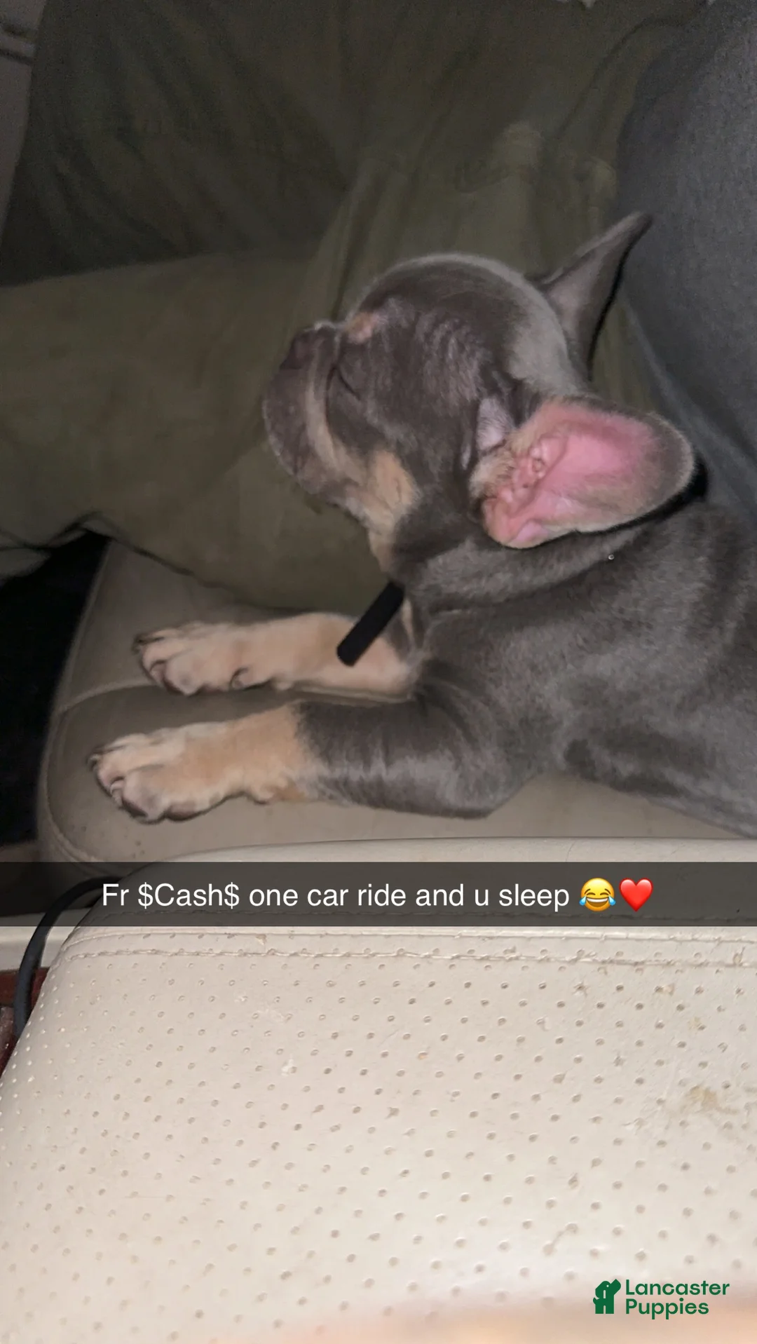 French Bulldog dogs for sale: French Bulldog Puppy 3 - Ad 3