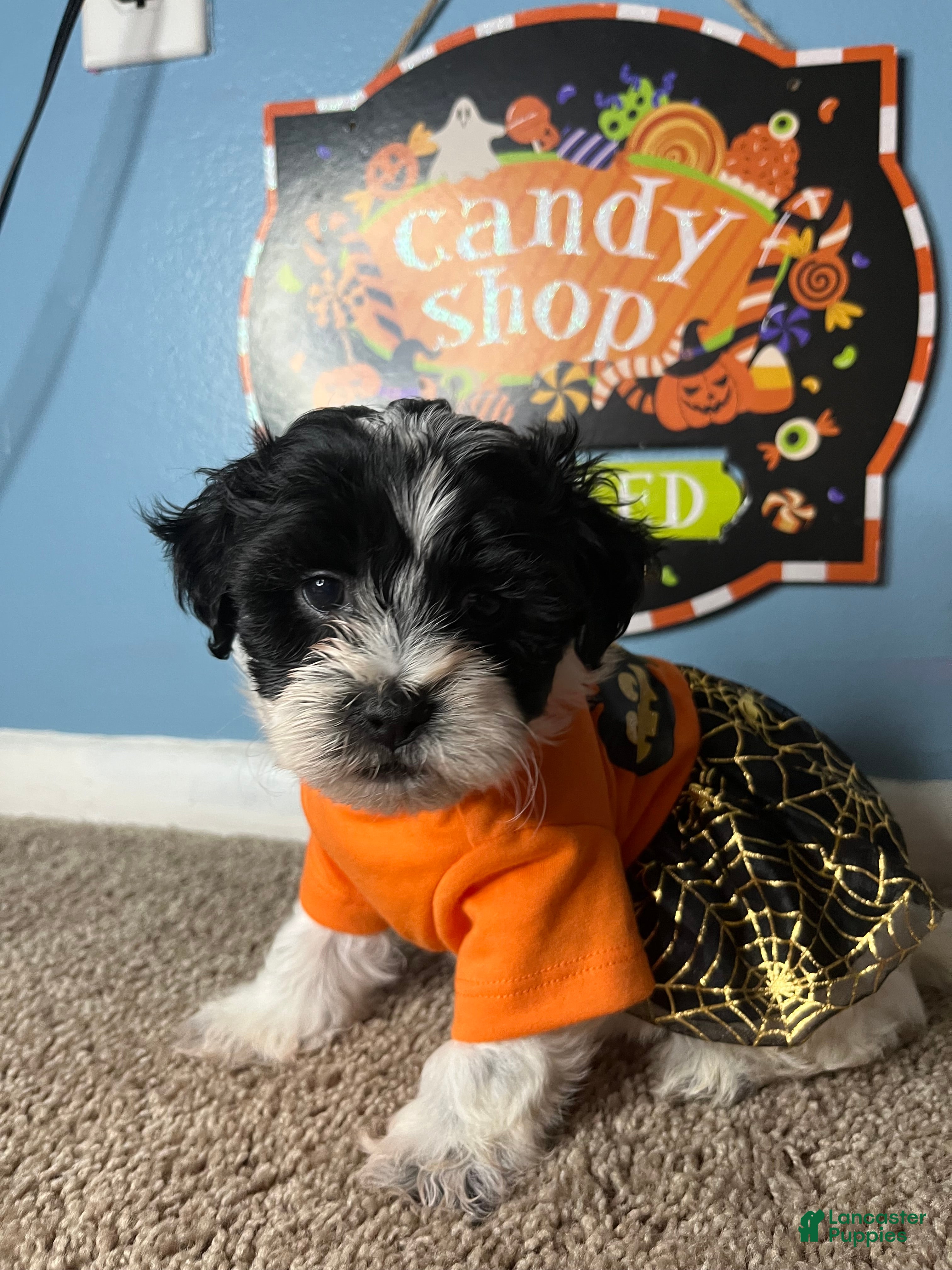 Malshi (Malshi, Female) in Beltsville, MD