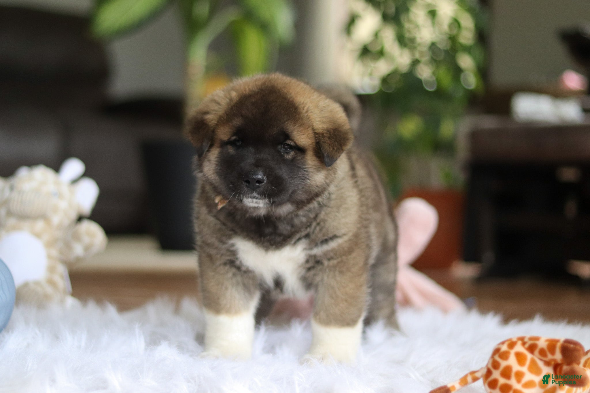 Akita dogs for sale: Omen  - Ad 2