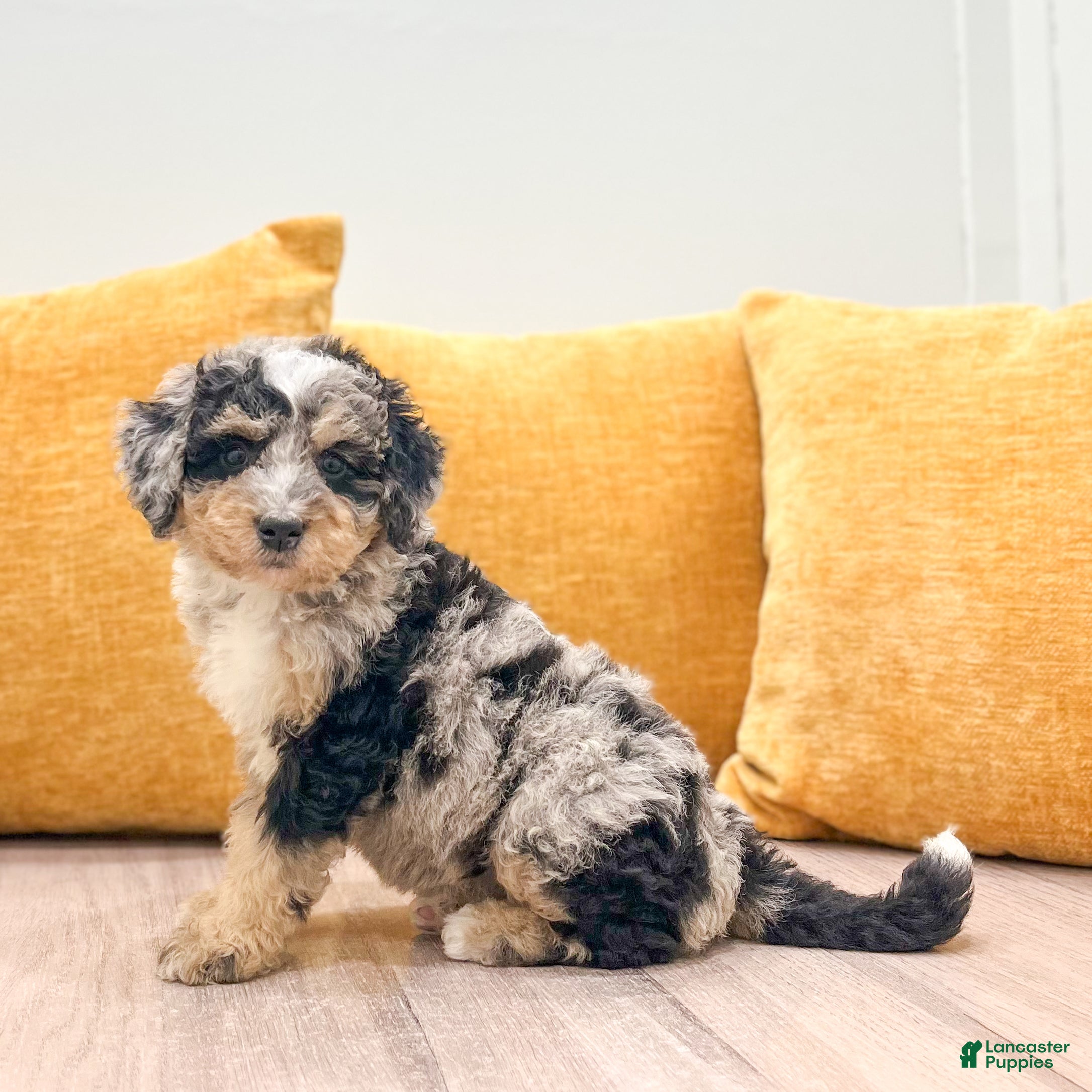 Mini Bernedoodle dogs Abby - Ad 2