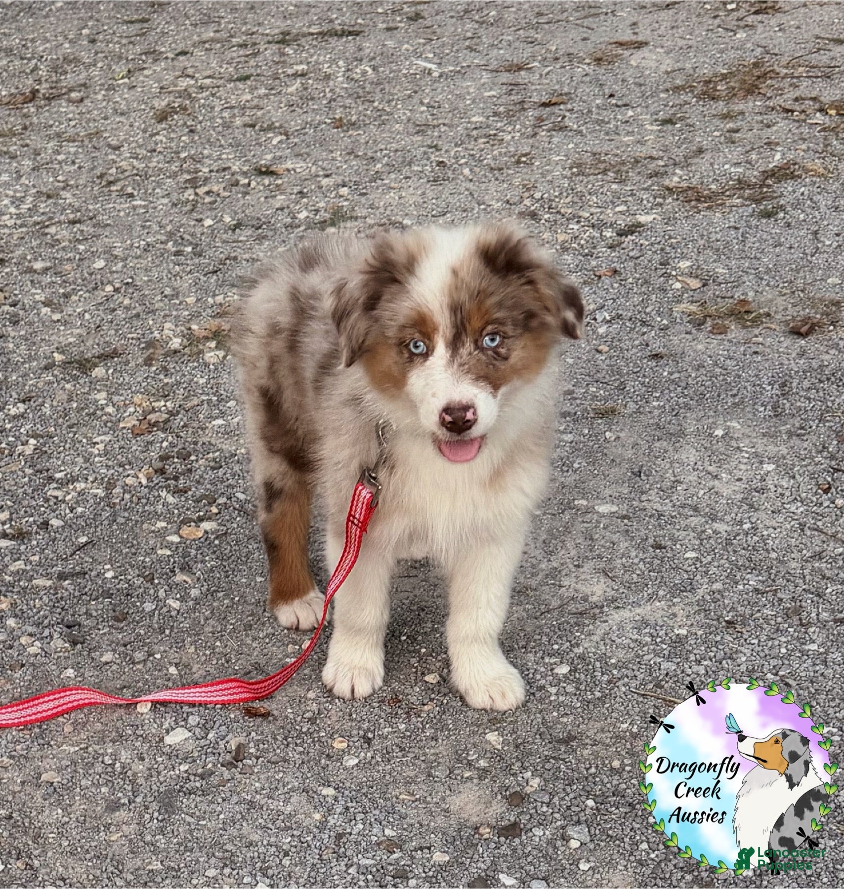 Australian Shepherd dogs Mantis - Ad 35