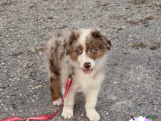 Australian Shepherd dogs Mantis - Ad 35