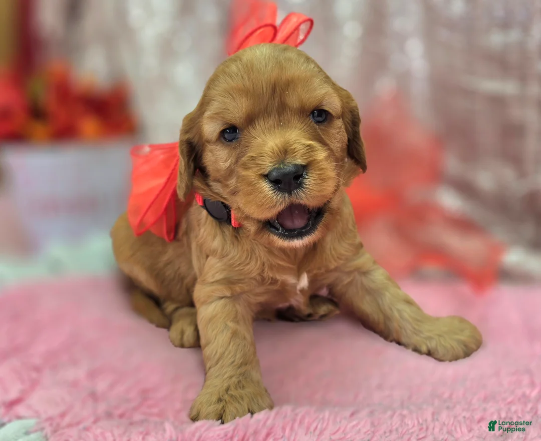 Cavapoo dogs for sale: Kodiak - Ad 3