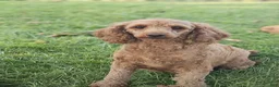 Miniature Poodle dogs for sale: Ollie - AKC Mini Poodle - Ad 5
