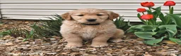 Golden Retriever dogs for sale: Roy  - Ad 8