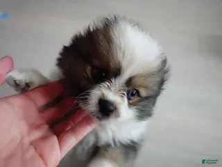 Pomeranian dogs for sale: Parti-color Sable (blue eye) Pomeranian - Ad 1