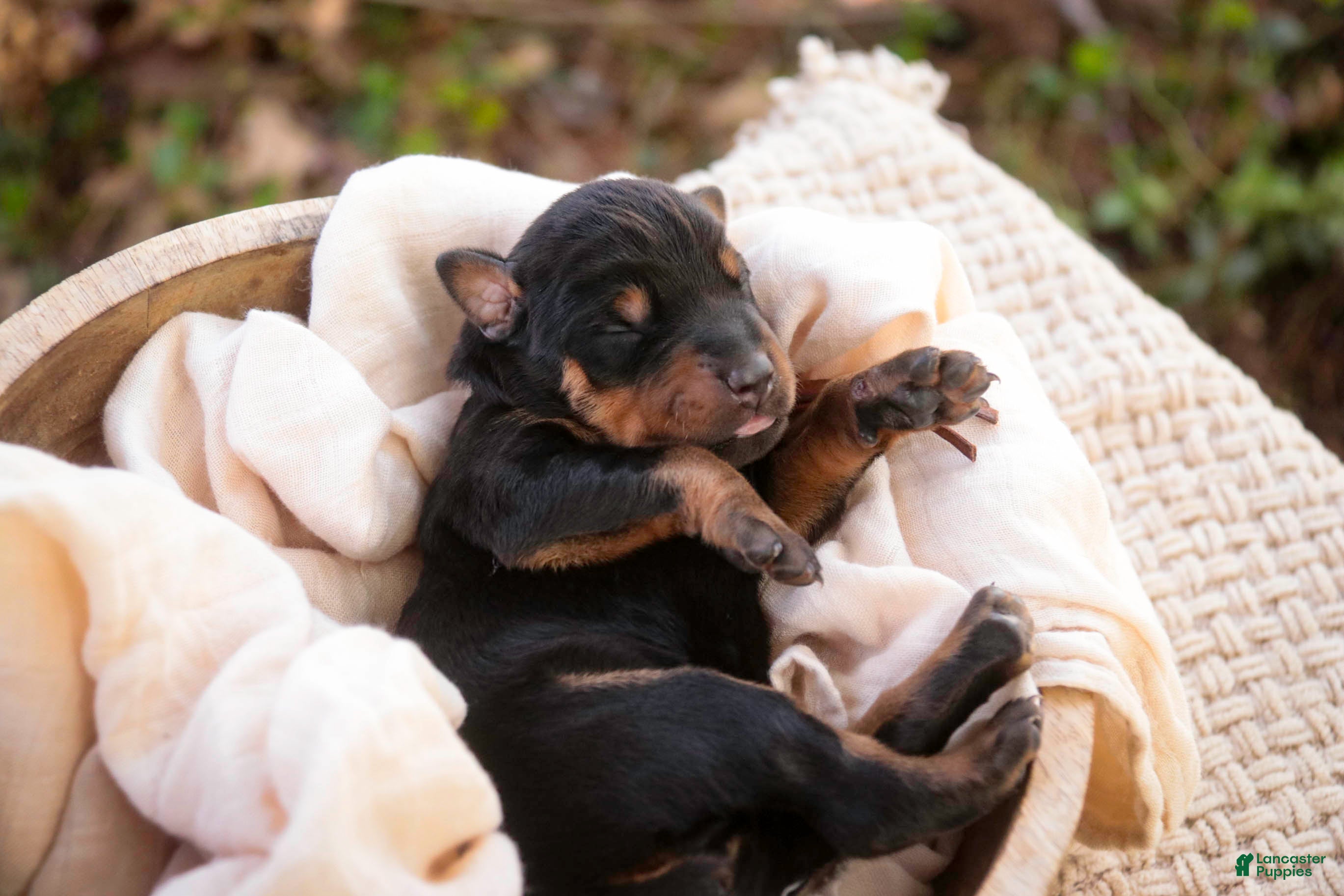 Doberman Pinscher dogs Isadora - Ad 2