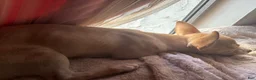 Mixed Breed dogs for sale: Cookie - Ad 4