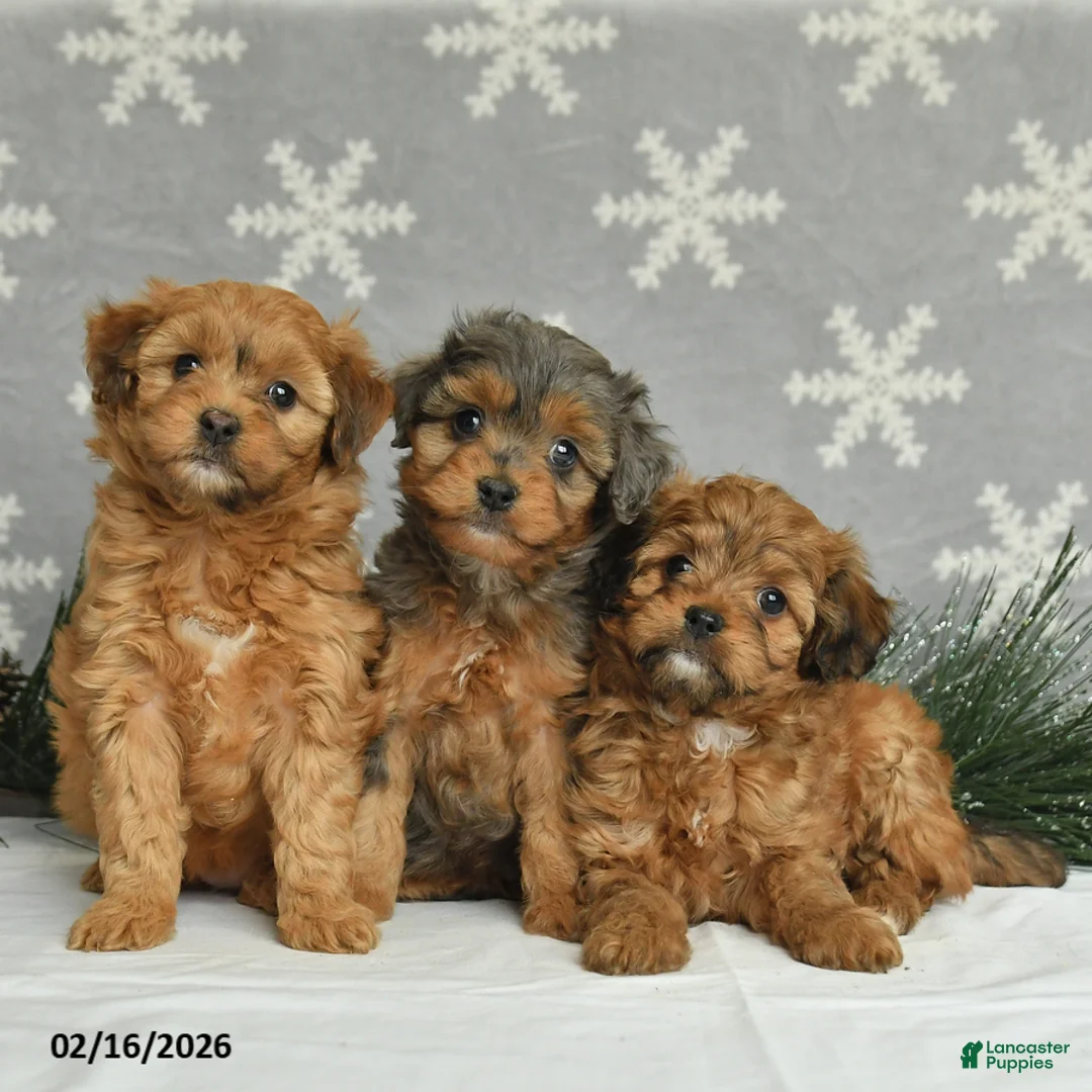 Mini Aussiedoodle dogs for sale: Curtis - Ad 3