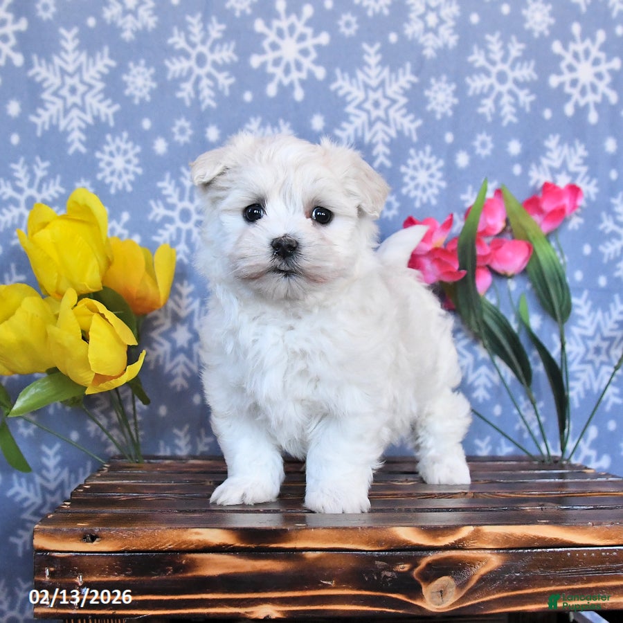 Maltese dogs Blossom - Ad 16