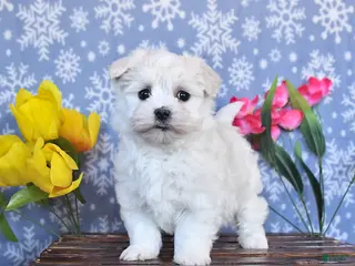 Maltese dogs Blossom - Ad 16