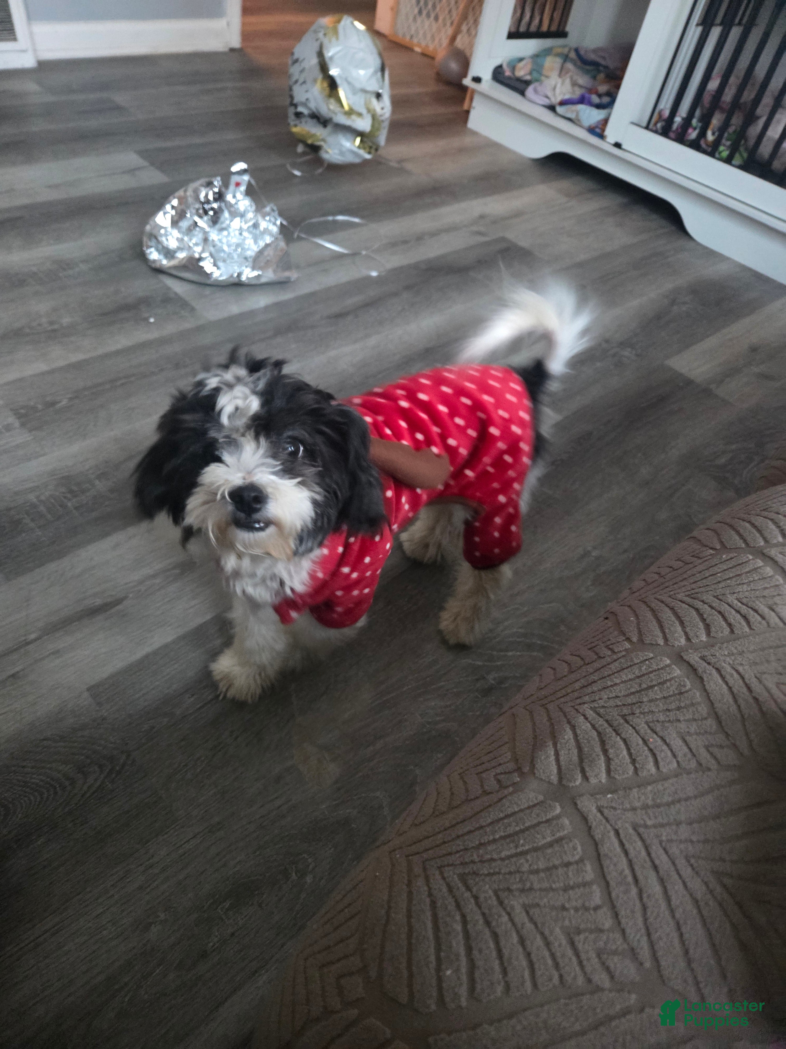 Mixed Breed dogs Mixed Breed Puppy 2 - Ad 28