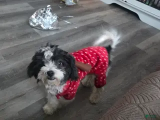 Mixed Breed dogs Mixed Breed Puppy 2 - Ad 28