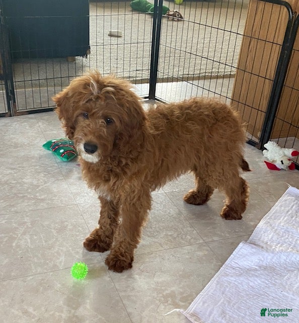 Mini Goldendoodle dogs Chipper - Ad 1