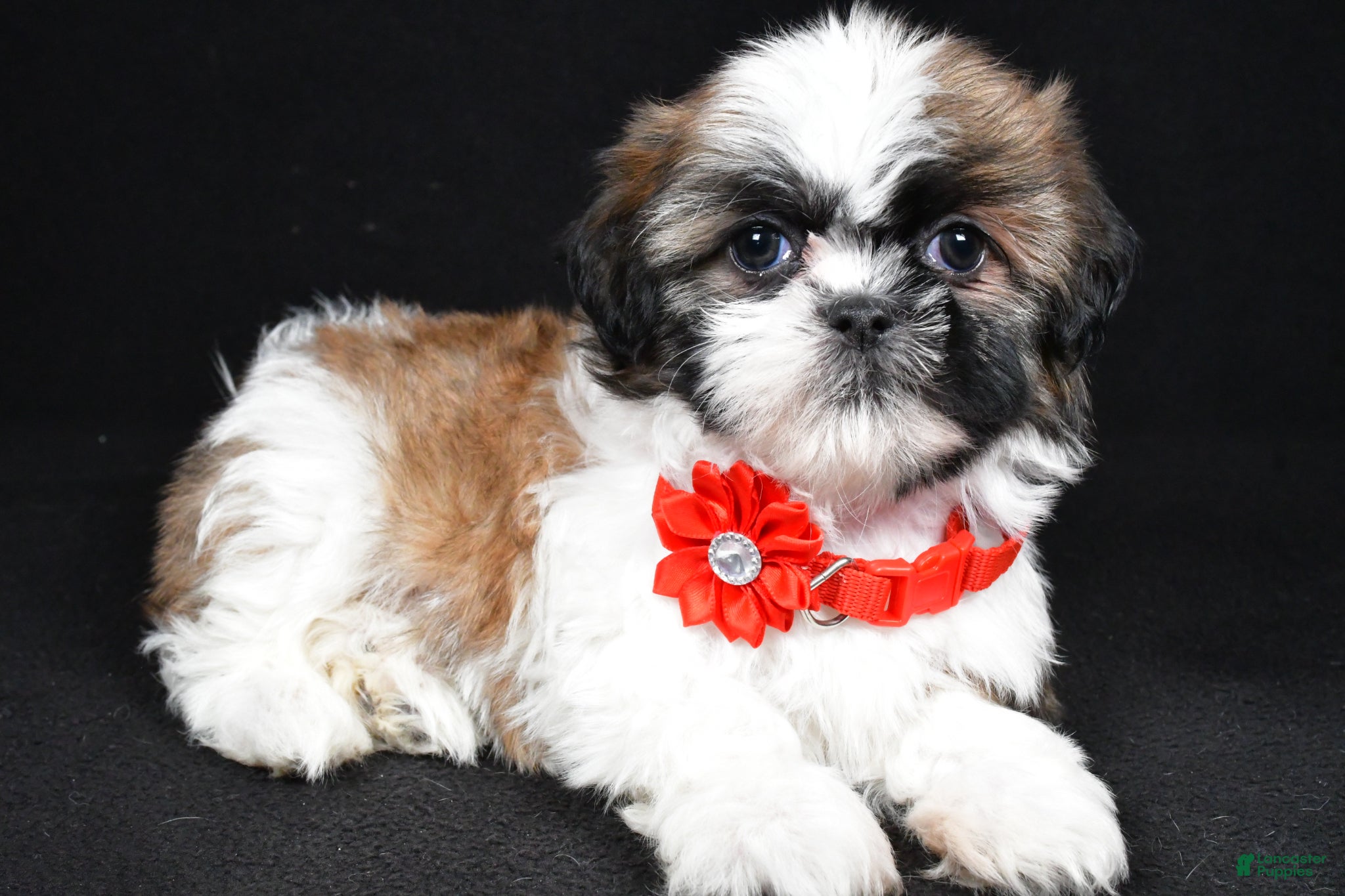 Shih Tzu dogs Isabella - Ad 2