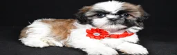 Shih Tzu dogs for sale: Isabella - Ad 2