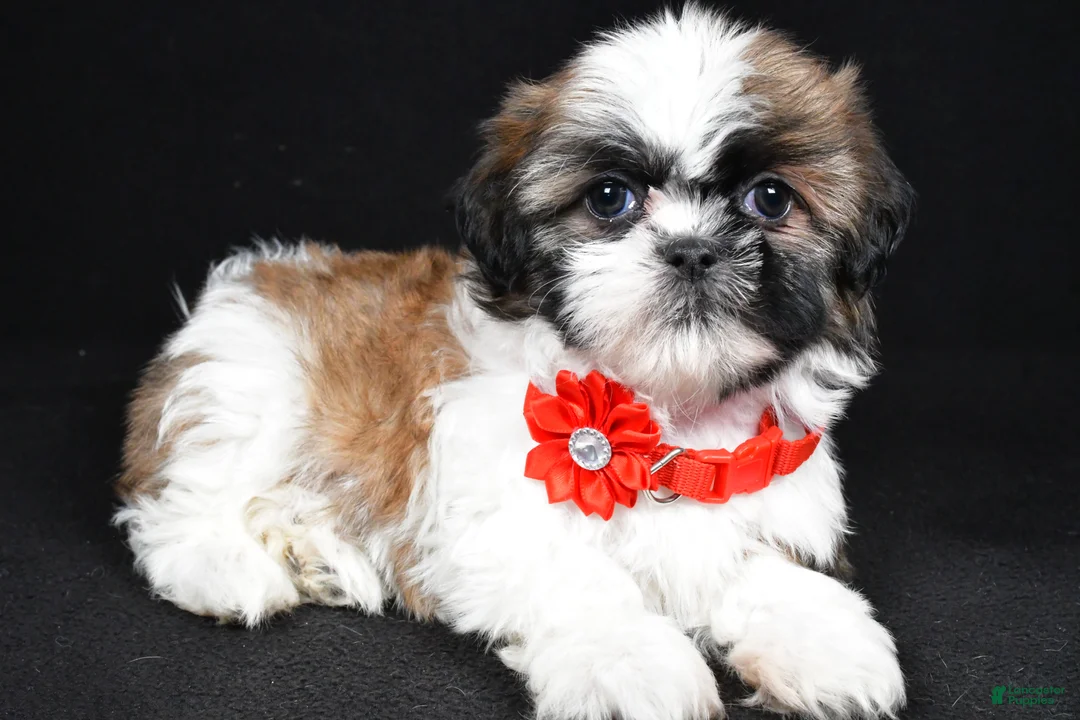 Shih Tzu dogs for sale: Isabella - Ad 2