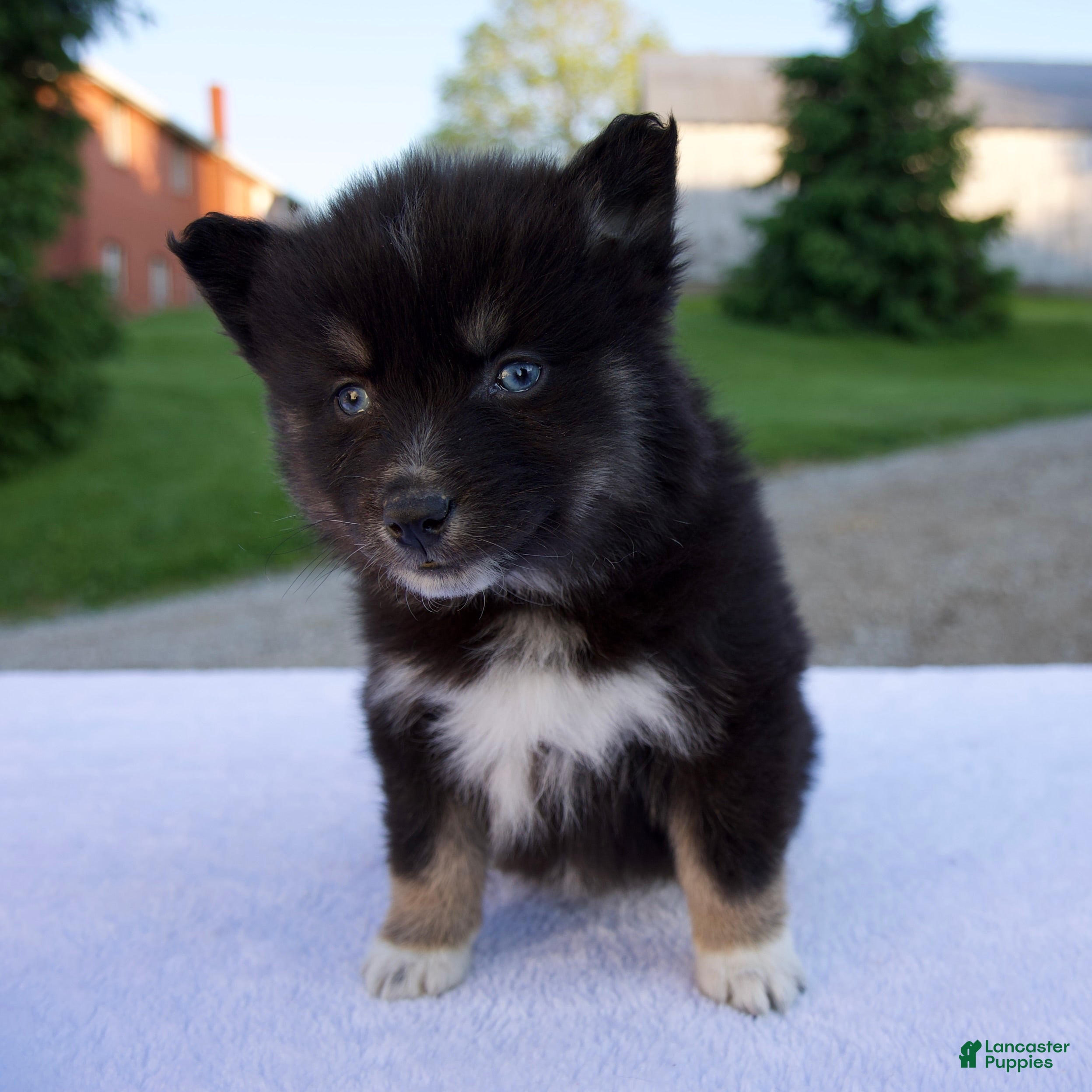 Pomsky dogs Misty - Ad 1