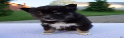 Pomsky dogs for sale: Misty - Ad 1