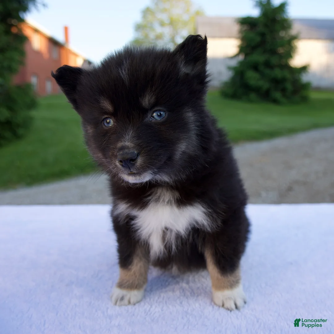 Pomsky dogs for sale: Misty - Ad 1